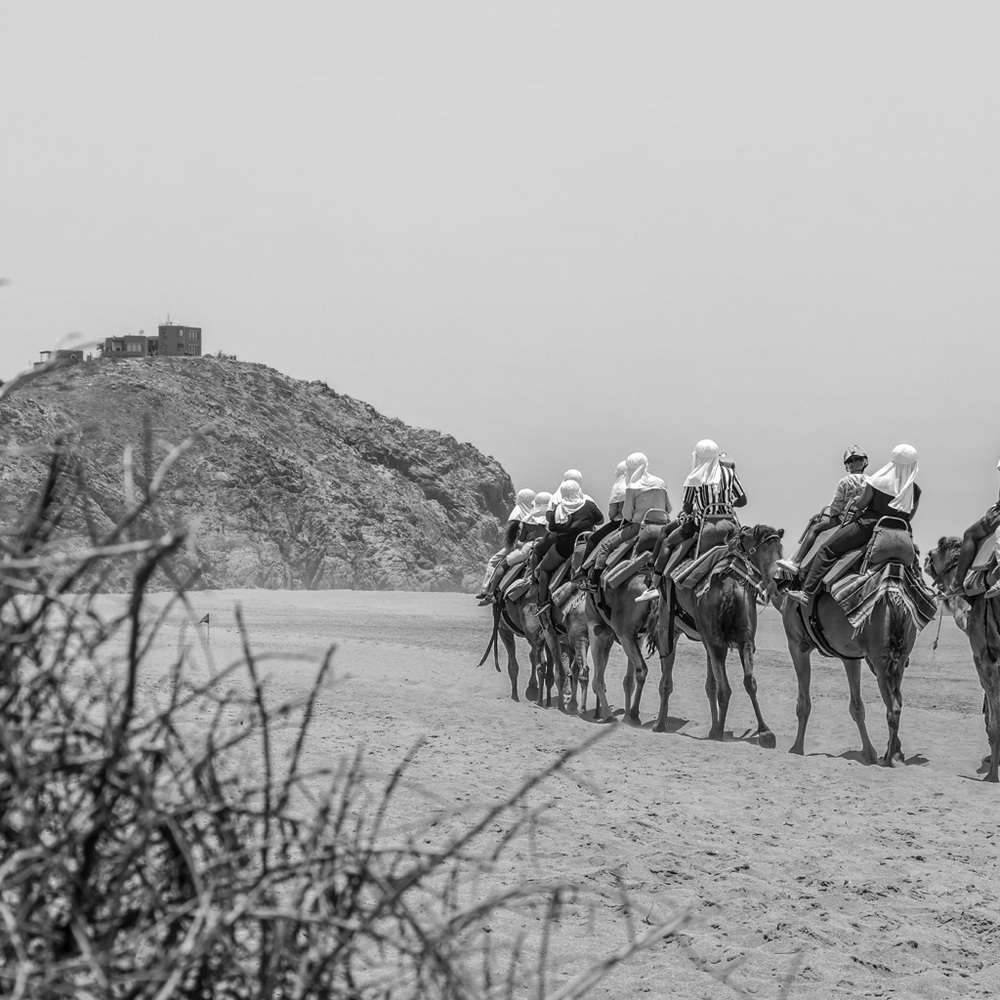 💗 FOLLOW THE CAMELS!! 🐫 🐪 🐫 TO BE NOTIFIED OF SHOWS! 💗